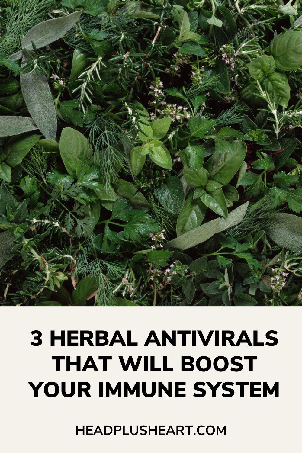 Three herbal antivirals that will boost your immune system.